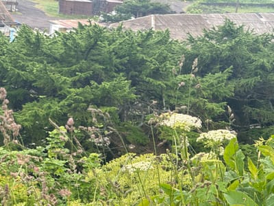 The image depicts a dense coniferous forest in the foreground, with the tops of trees visible above a layer of wild grasses and flowering plants. In the background, several low-rise buildings with corrugated metal roofs are visible. The overall scene suggests a rural or semi-rural environment within the city of Kuril'sk, Russia. The weather appears overcast or foggy, contributing to a muted color palette. No people or animals are visible in the frame.
