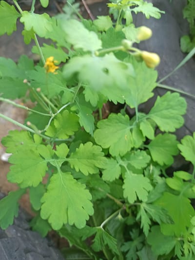 A close-up, eye-level shot shows a cluster of bright green leaves belonging to a Celandine plant. The leaves are lobed and have serrated edges. In the background, two small yellow flower buds are visible, one slightly more in focus than the other. The ground cover appears to be a dark, rough material, possibly stone or dark soil. The overall scene suggests an outdoor environment in the city of Promyshlennaya, Russia, with the plant growing among natural and possibly urban elements.