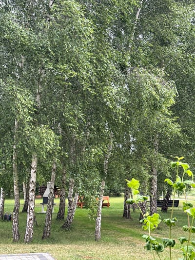 The image depicts a natural outdoor setting with a cluster of birch trees dominating the foreground and midground. The trees have characteristic white bark with dark markings and are covered in lush green foliage. In the midground, there is a stone grill with a black metal insert, situated on a grassy area. To the right of the grill, there are two wooden benches. In the background, more trees and a darker section of greenery are visible. In the foreground, a paving stone pathway is partially visible, and a few green plants with large leaves are in the immediate foreground. The scene appears to be a park or garden area. The specific location in Kołczewo, Poland is not visually discernible from the image itself.