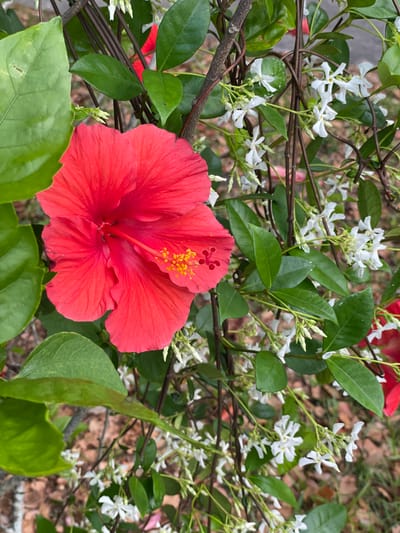 The image captures a vibrant red hibiscus flower prominently displayed amidst greenery and white jasmine flowers. The hibiscus is in full bloom, exhibiting a large, symmetrical petal arrangement and a prominent yellow stamen. The background is filled with green leaves and delicate white jasmine flowers, adding depth and texture to the scene. The presence of a wooden trellis suggests the flowers are part of a garden or landscape setting. The natural lighting indicates an outdoor environment, likely during daylight hours. Given the request for the city of Clearwater, United States of America, it is possible this image was taken in a garden or natural area within Clearwater.