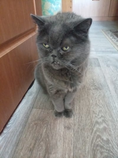 A fluffy gray cat sits on a light wooden floor in Bologoe, Russia. The cat has large, expressive green eyes and a slightly grumpy expression. Its fur is thick and plush, and its paws are tucked neatly beneath its body. Bits of food or debris are visible on its face, near its mouth and eyes.
The setting appears to be indoors, possibly a home. To the left of the cat is a portion of a wooden cabinet or door, showing a warm, brown wood grain. The floor is made of light-colored laminate or wood planks with a visible grain pattern. In the background, a blurred rug with a patterned border can be seen, along with a sliver of a cabinet or furniture. The lighting suggests it is daytime, with natural light likely coming from a nearby window, though the source is not visible. The overall mood is casual and domestic.