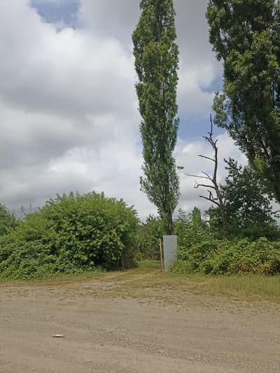The image shows a dirt road in front of a dense green bush. Behind the bush, there are two tall, slender trees and a dead tree. The sky above is cloudy. The scene appears to be in Red Sloboda, Azerbaijan, though no specific landmarks are visible to confirm this.