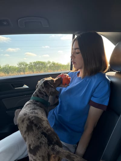 The scene is set inside the rear passenger compartment of a vehicle. A young adult female, with short, dark bob-style hair, is seated on the left, wearing a blue t-shirt with dark cuffs and light-colored pants. Her gaze is directed towards a small to medium-sized dog with a distinctive mottled or dapple-patterned coat in shades of brown, black, and tan, wearing a green collar. The dog is standing on its hind legs on the female's lap/legs, with its front paws and muzzle near an orange and blue spherical toy held by the female in her right hand. The interaction shows the dog intently focused on the toy.
The vehicle's interior features dark-colored upholstery on the seats and door panels, with a silver door handle visible on the left. Through the vehicle's window, a clear blue sky with some scattered white clouds is visible. In the mid-ground, a row of green trees stretches horizontally, and drier, lighter-colored vegetation is present in the immediate foreground outside the window. The lighting suggests it is daytime, with sunlight illuminating the scene from the right side. The specific location within Pleasanton, United States, cannot be determined from the visual information provided in the image, as the outdoor environment is generic and lacks identifiable landmarks.