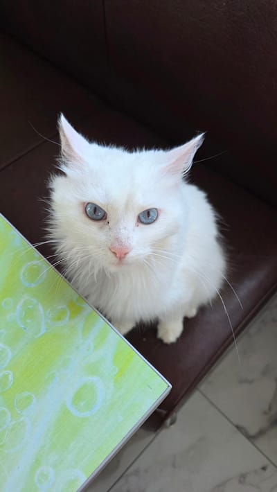A fluffy white cat with striking blue eyes is perched on a dark brown leather surface, possibly a sofa. To the left of the cat, a portion of a green object with a white, bubbly pattern is visible. The cat is looking directly at the camera with its ears pointed upwards. The background is out of focus, showing the texture of the leather and a marble-like floor. There is no information available about the location of Старошареево, Russia within this image.