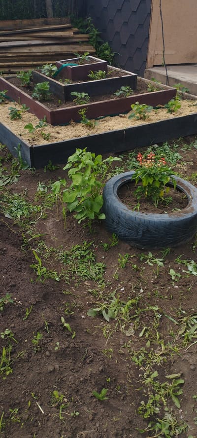 The image depicts an outdoor scene in the village of Pokosnoye, Russia. In the foreground, a large, black, worn tire lies on the ground, filled with soil and a small plant with red and orange flowers. To the left of the tire is a leafy green plant with long stems. Behind these, a multi-tiered raised garden bed is visible, planted with numerous small green plants, possibly strawberries. The garden bed has dark gray and reddish-brown wooden sides and is filled with soil and light-colored mulch. In the background, a dark shingled roof and stacked wooden planks can be seen. The ground is primarily composed of dark brown soil with scattered small green weeds and grass. The overall impression is of a rural, domestic garden setting.