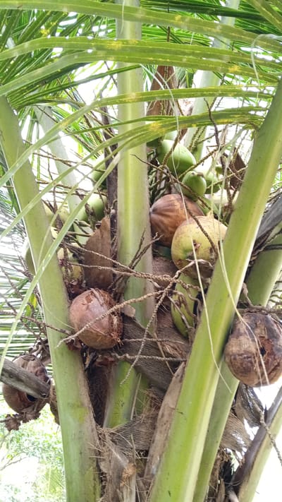 This is a close-up, medium shot of a coconut tree trunk with several coconuts in various stages of ripeness. The coconuts are clustered together among the fronds and fibrous husks. Some coconuts are green, indicating they are young and immature, while others are brown and dry, suggesting they are mature and ready for harvest. The trunk of the tree is thick and segmented, with rough, fibrous bark. The fronds are long and feathery, with a vibrant green color. The background is blurred, but it appears to be a natural outdoor environment, possibly a garden or a field. The image was taken in Cotjrat, Indonesia. There are no people or animals visible in the frame. The lighting is natural, and the overall impression is one of abundance and natural growth.