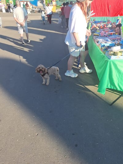 A medium-shot, eye-level, outdoor, full-color, slightly overexposed photograph captures a daytime scene at a market or fair, likely in or near Цімкавіцкі сельскі Савет, Belarus. In the foreground, a light brown, poodle-like dog with a dark harness stands on a black asphalt surface, panting with its tongue out, attached to a blue leash held by an unseen person. The dog is positioned to the left of center. To the right and slightly behind the dog, the legs of a person wearing white shorts and white sneakers are visible, holding the leash. The person is standing near a table draped with a bright green cloth, which displays various toys and trinkets. The table is positioned at an angle, extending from the right edge of the frame towards the center. In the middle ground, behind the dog and to the left, a man with gray hair wearing a light t-shirt and light shorts walks away from the camera, his hands clasped behind his back. His shadow stretches across the asphalt. Further in the background, other people are present, some walking and others standing near stalls or structures, suggesting a public gathering. The environment appears to be an open area with some shade cast by the sun, and hints of structures or tents associated with a market.