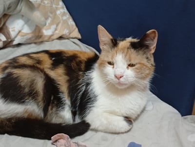 A calico cat is lying on a light-colored blanket with a dark blue background behind it. The cat is predominantly white with patches of orange, black, and brown fur. Its front paws are tucked underneath its body, and it is looking towards the viewer. To the left of the cat, a pillow with a light brown pattern is visible. A small, light-colored fabric item is positioned in the lower left corner of the image. There is no visible indication of the city of Pavlovsky Posad, Russia in this image.