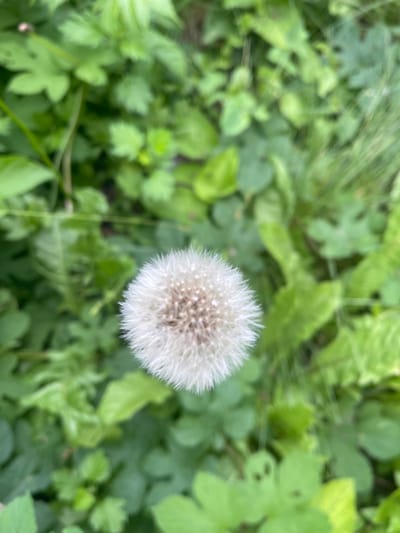 A dandelion seed head is in focus in the center of the frame, surrounded by out-of-focus green foliage. The dandelion is a spherical puffball of white, feathery seeds. The background consists of various green leaves and blades of grass, creating a soft, blurred backdrop. The scene appears to be outdoors, likely in a natural or garden setting. The specific location in Novyi Tahamlyk, Ukraine, cannot be determined from the visual information alone. There are no people or animals present, and no actions or interactions are depicted. The lighting is natural and diffused, suggesting it may be daytime.