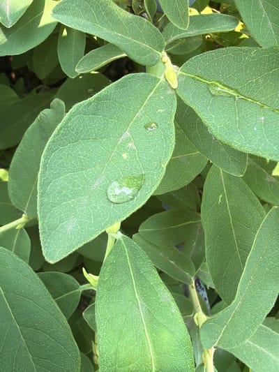 The image displays a close-up view of lush green leaves, some bearing droplets of water. The texture of the leaves is visible, with prominent veins. Sunlight appears to be filtering through, creating highlights and shadows on the foliage. The overall scene suggests a natural environment, possibly a garden or a park. There are no people or discernible man-made objects in the frame. The location is identified as Leninsk-Kuznetskiy, Russia, but no specific landmarks or contextual details within the city are evident from the image itself.