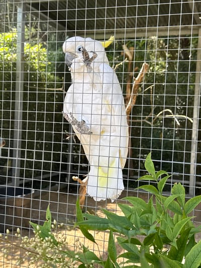 A medium shot captures a white cockatoo with a yellow crest standing on a perch inside a wire cage. The bird is facing left and has its left foot raised, revealing its talons. The background consists of greenery and trees, suggesting an outdoor enclosure. The cage bars are prominent in the foreground, obscuring parts of the bird and the background. The scene is lit by natural sunlight. The location is not specified in East Hampshire, United Kingdom.