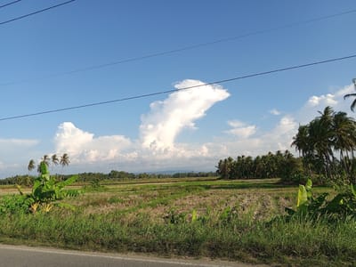 The image depicts a rural landscape in Payarabo Timu, Indonesia, under a bright blue sky with scattered white clouds. The foreground features a paved road on the left, bordered by lush green grass. Beyond the grass, a field of stubble, likely a harvested rice paddy, stretches across the mid-ground. Several banana plants with large green leaves are prominent on the left side of the field, with a few tall palm trees scattered amongst them. In the distance, a dense line of coconut palm trees forms a treeline, separating the fields from more distant vegetation and a faint mountain range under the horizon. Overhead, three dark power lines traverse the sky from left to right. No people or animals are visible in the scene.