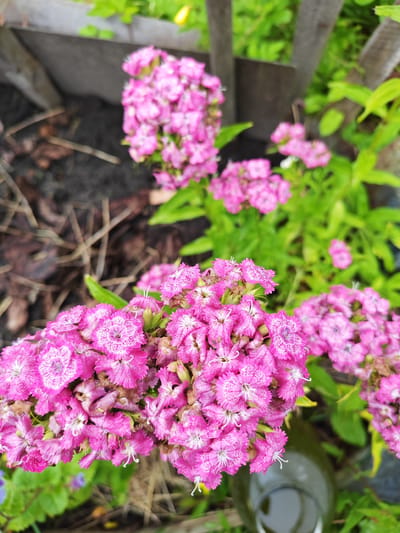 The image shows a close-up view of bright pink flowers with white centers, possibly Sweet Williams, in a garden setting. The flowers are clustered together, with some individual blooms clearly visible. They appear to be freshly bloomed, with a slight dew or water droplets on the petals. The background is a mix of green foliage, dark soil with dry leaves and twigs, and a rustic wooden fence or border. The lighting suggests it might be daytime, possibly overcast or with diffused sunlight, as there are no strong shadows. In the lower right corner, a portion of a green glass bottle or jar is visible, adding a man-made element to the natural scene. The overall impression is one of natural beauty and simple garden charm. The location context provided is Dachnoe, Russia. There is no visible text in the image.