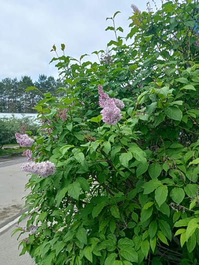 A blooming lilac bush with light purple flowers dominates the foreground of the image, obscuring a paved area and a low building in the background. The bush is dense with green leaves and clusters of small, star-shaped flowers. To the left of the bush, a portion of a road with a white line marking is visible, suggesting an urban or suburban setting. In the far background, a line of evergreen trees forms a backdrop against a pale, overcast sky. The scene is static, with no people or animals present. The image was captured in the city of Markova, Russia, during daytime.