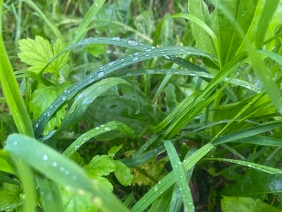 This media file is a close-up photograph of wet grass and other green foliage, likely taken outdoors in a natural setting. The primary subjects are blades of grass and leaves covered in numerous water droplets, suggesting recent rain or dew. The droplets vary in size, with some appearing as clear, rounded beads reflecting light, and others as smaller specks scattered across the leaves. The overall color palette is dominated by various shades of green, from the bright, almost fluorescent green of some leaves to the deeper, more muted greens of others. The background is blurred, creating a shallow depth of field that emphasizes the details of the water droplets on the foreground foliage.
There are no people or any discernible objects other than the plants. No specific activity or event is taking place; the image captures a static moment in nature. Notable details include the freshness of the foliage, indicated by the vibrant green color and the presence of water. The lighting appears to be natural, possibly diffused, consistent with an overcast day or early morning. The abundance of water droplets suggests a damp or humid environment.
The image does not contain any visible text. Considering the provided location context of Kolomna, Russia, the scene depicts a common natural landscape found in such a region, characterized by lush vegetation. The overall mood is serene and tranquil, highlighting the beauty of nature in its simplest forms, especially after rainfall.