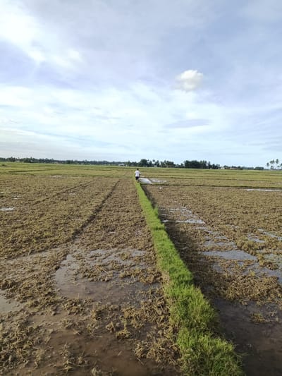 The image shows a landscape in Dayah Kampong Pisang, Indonesia. The scene is dominated by a harvested rice field with visible muddy areas and leftover stalks. A narrow, elevated strip of green grass runs through the center of the field, acting as a path. In the distance, a figure of a person dressed in light-colored clothes is walking along this path, away from the viewer. The sky is partly cloudy, with white and light blue hues. Trees and some houses are visible on the horizon.