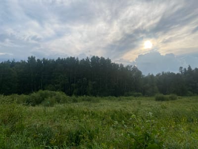 A low-angle, wide shot captures a serene landscape in Заволжский, Russia, dominated by a dense, dark green forest that stretches horizontally across the upper middle portion of the frame. In front of the forest, a field of tall, vibrant green grass and various wildflowers extends to the foreground, creating a textured, natural carpet. The sky above is a dynamic canvas of soft grey and white clouds, with the sun, partially obscured by wispy cirrus clouds, casting a warm, bright glow in the upper right quadrant. The overall impression is one of natural beauty and tranquility under a partially overcast sky.