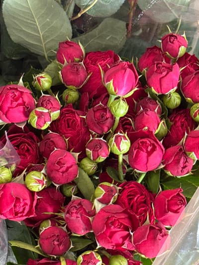 A close-up, overhead shot captures a bouquet of deep red roses and their unopened buds. The roses are clustered together, with some fully bloomed and others still tightly furled. The petals are a rich, velvety red, with some showing hints of darker crimson. The buds are a bright, fresh green, topped with pointed sepals. The flowers are arranged tightly, with many stems and leaves visible amongst the blooms. A clear plastic wrapping is visible on the left side of the frame, suggesting the bouquet is packaged for sale or transport. The background is dark and out of focus, emphasizing the vibrant red of the roses. No text is visible in the image. The scene appears to be indoors, possibly a flower shop or a home setting, given the lighting and the way the bouquet is presented. The overall impression is one of abundance and natural beauty, with the deep red of the roses conveying a sense of passion or romance.