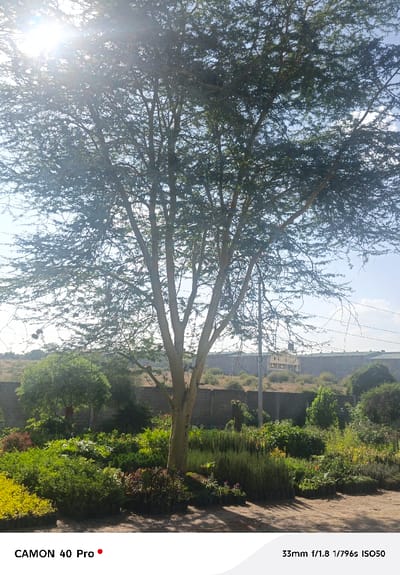 A sunlit image features a central, mature tree with a distinct light-colored trunk. The tree's branches reach towards the top, densely covered with small leaves. Below, a lush variety of green plants and shrubs are arranged in rows, seemingly in pots or containers. A concrete wall forms a backdrop, with glimpses of distant buildings and utility poles visible. The scene suggests a plant nursery or a landscaped garden with a strong focus on greenery.