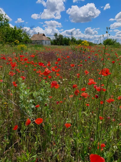The image shows a field of red poppies in Poltavka, Ukraine, under a blue sky with white, puffy clouds. A small, white house with a brown tiled roof is visible in the background, partially obscured by green trees and yellow wildflowers. Several utility poles are also visible in the distance. The foreground is dominated by the dense field of red poppies mixed with other greenery and wildflowers. The lighting suggests it is daytime. No people are visible in the image.
