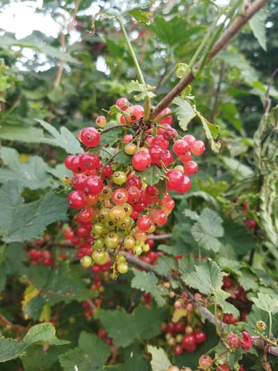 A close-up, eye-level shot captures a cluster of ripening red currants on a branch. The berries, varying in color from pale green to vibrant red, hang in tight bunches, some still showing a translucent quality. They are interspersed with small, green leaves, and the background is filled with more lush, out-of-focus greenery, suggesting a garden or natural setting. A thin, brown branch, from which the currants hang, runs diagonally across the upper portion of the frame. The lighting appears natural, indicating daylight, possibly late afternoon or early morning due to the soft quality. There is no visible text in the image. The overall impression is one of natural abundance and the gentle process of fruit ripening. The location context is the Kirowski Sel'ski Savet in Belarus.