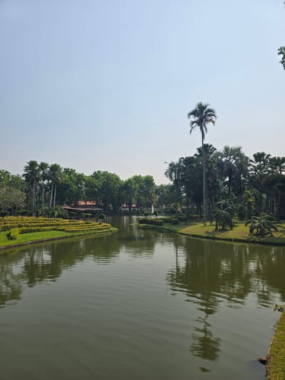 The image displays a serene landscape featuring a body of water, lush greenery, and a bright sky. The photograph appears to be oriented vertically (portrait mode) but is presented rotated 90 degrees clockwise from its natural upright position.
Assuming the image is viewed in its intended upright orientation (after rotating 90 degrees counter-clockwise), the top portion of the frame is dominated by a vast, clear, light blue sky. The sky is largely featureless, suggesting a bright, possibly hazy, daytime.
Below the sky, and spanning across the middle of the frame, is a dense and verdant landscape. A prominent line of tall trees, including various types of palm trees with distinct trunks and fronds, stretches across the scene. One particularly tall and slender palm tree stands out towards the left-center. Behind these, a thick canopy of other leafy green trees creates a rich, natural backdrop. The ground leading up to these trees is covered in neatly kept green grass. Closer to the edge of the water, especially in the mid-ground and foreground on the left, there are organized rows of shorter, sculpted bushes and hedges with both green and yellowish-green foliage, indicating a well-maintained garden or park setting.
The bottom portion of the image is occupied by a calm body of water, likely a lake or a large pond. The water has a deep, somewhat murky green-brown hue, and its surface is covered with gentle ripples, which reflect the sky and the surrounding trees. These reflections appear as elongated, wavy patterns on the water.
There are no people or specific activities taking place, and no text is visible within the image. The scene conveys a sense of tranquility and natural beauty, characteristic of a park, botanical garden, or a landscaped estate. The bright sky indicates it is daytime, and the overall lighting suggests a mild, possibly slightly overcast or hazy, day rather than direct harsh sunlight.