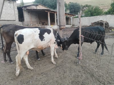 In Sultonobod, Tajikistan, a rural scene unfolds with three cows as the central subjects. Two of the cows are in the foreground, facing each other in what appears to be a playful or inquisitive interaction. One is predominantly black and white, with distinct patches of color, while the other is solid black. A third, solid black cow is partially visible on the left, facing away from the camera.
The setting is a dusty, dirt-floored enclosure, likely a farmyard or pen. Behind the cows, a simple, rustic structure is visible, constructed from what appear to be cinder blocks and topped with a corrugated metal roof. The building has an open side, revealing a dark interior, and wooden support posts. A wire fence runs along the right side of the frame, separating the animals from the background. In the distance, a hillside covered in greenery suggests a rural or semi-rural environment. The overall impression is one of a simple, working farm.
The lighting suggests it is daytime, possibly late afternoon, given the soft, diffused light and the shadows cast. There are no people visible in the image. The notable details are the cows' interaction and the rudimentary construction of the farm buildings, indicative of a practical and perhaps modest agricultural operation. There is no visible text in the image.