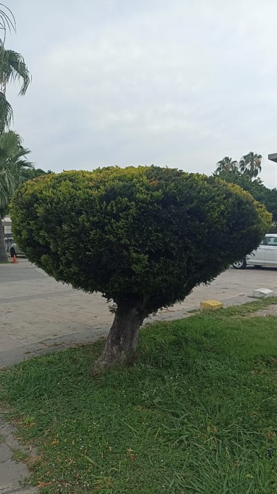 The image shows a single, artificially shaped evergreen tree with a rounded, flattened top, positioned on a patch of grass adjacent to a paved sidewalk. The tree's trunk is visible and appears to be leaning slightly. In the background, a white car is parked on the paved area, and palm trees are visible further in the distance. The sky is overcast. The scene appears to be an outdoor public space, possibly a park or street, in the city of Mersin, Turkey.