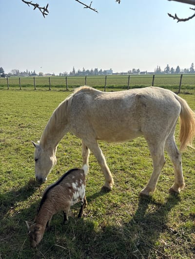 This image depicts a sunny outdoor scene in a rural area of Bû, France. In the foreground, a light-colored dapple grey horse with a light mane and tail grazes on green grass, positioned with its head down towards the lower left. A smaller brown and white pied goat with a dark dorsal stripe grazes immediately to the left of the horse's front legs, also with its head down. Both animals cast distinct shadows to their left. Bare tree branches partially frame the top left and right corners of the image.
In the midground, a multi-strand wire fence with wooden posts extends horizontally, separating the immediate pasture from a cultivated green field beyond. The background features a distant line of various trees, interspersed with several buildings, including a prominent light-colored multi-story structure. The sky is clear and light blue. A small dark object, possibly a bird, is visible in the sky above the left side of the fence line.