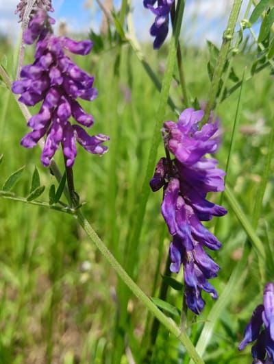 The image shows a close-up of two clusters of small, purple flowers with green stems and leaves. The flowers are in focus, with a blurred background of green grass and a hint of blue sky with white clouds. The setting appears to be a natural outdoor environment, possibly a meadow or field, consistent with rural areas such as Вясейскі сельскі Савет, Belarus. There are no people or animals visible in the image, and no actions or interactions are taking place. The lighting suggests it is daytime.