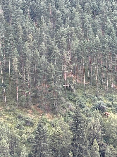 The image displays a dense forest on a hillside, with numerous evergreen trees. In the middle-left section of the image, a light-colored animal, likely a goat or sheep, is visible standing amongst the trees. The terrain appears to be uneven and covered with vegetation. There is no indication of human presence in the immediate vicinity of the animal. The background consists of a continuous expanse of trees, suggesting a remote, natural setting. The lighting indicates it is daytime.