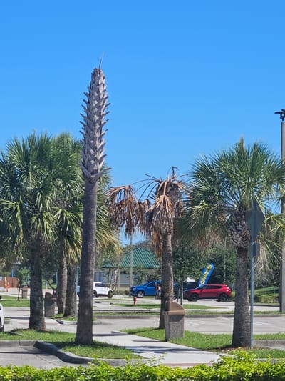 The image depicts a sunny daytime scene in Port Saint Lucie, Florida, likely near a coastal or tropical area, given the prominent palm trees. The perspective is skewed, suggesting the photo was taken from a slightly tilted angle or the camera was rotated.
In the foreground, a very tall, dried-out palm tree trunk dominates the left side of the frame, its dried fronds forming a distinctive, spiky silhouette against the bright blue sky. Behind it, a healthier, green palm tree stands tall, its fronds spread wide. Further back, more palm trees are visible, interspersed with green foliage and a glimpse of a building with a green roof.
Several vehicles are present. A bright red car is parked on the right side of a paved area, with a blue surfboard propped against it. The surfboard has yellow text that appears to say "SURFING" or a similar word. A blue pickup truck is also visible, parked on the same paved area. Further down the paved area, a white SUV is parked. The paved area appears to be a street or parking lot, with white lines indicating parking spaces or lanes.
A concrete trash receptacle is visible near the red car and surfboard. The overall setting suggests a public area, possibly a park, beach access, or a strip mall with outdoor seating. The clear blue sky and bright sunlight indicate fair weather and a time of day around midday. There are no people clearly visible in the image.