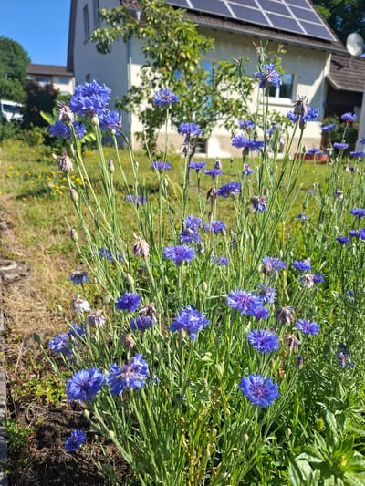 The image shows a close-up view of a patch of blue cornflowers in bloom, with a residential building in the background. The building appears to be a two-story house with a light-colored facade and a dark roof fitted with solar panels. A satellite dish is visible on the roof. Green trees and a sunny blue sky frame the scene. The cornflowers are vibrant blue with a detailed, fringed petal structure. Some of the flowers are in full bloom, while others are still buds or have dried seed heads. The foreground is filled with the green stalks and leaves of the cornflowers, with a patch of dry, brown grass and some dark soil visible at the bottom left. The setting appears to be a garden or yard, likely in a suburban or rural area. The presence of the residential building and solar panels suggests a developed area, possibly Klettgau, Germany, given the context. There are no people or animals visible in the image. The overall impression is one of a sunny day in a garden, with a focus on the natural beauty of the blooming flowers.