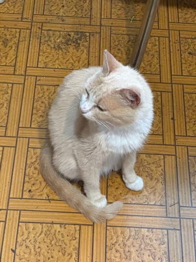 A cream-colored cat with white paws is sitting on a tiled floor. The floor has a pattern of light brown tiles with darker brown lines separating them. The cat is looking to its left, with its eyes closed or partially closed. Its tail is curled around its body. A wooden object, possibly a chair leg, is visible in the upper right corner of the image. The image appears to have been taken indoors. No specific details about the city of Бигила, Russia are provided or discernible from the image.