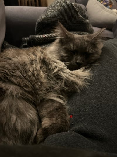 A gray, long-haired cat is curled up and sleeping on a gray garment. The cat is resting on a herringbone-patterned fabric. The cat's face is nestled in the garment, and the cat's paws are tucked in near its body. The background is blurred and suggests the scene takes place indoors on a piece of furniture, possibly a couch or chair. There is no evidence to suggest that this scene is located in the city of Gränsta, Sweden.