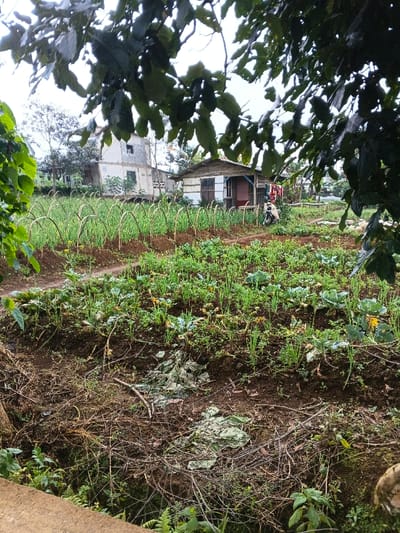 The image presents a semi-rural or community garden scene in Nipa, Papua New Guinea, viewed through the dark green leaves of an overhead tree, which frame the top and left edges of the picture.
The central feature is a cultivated garden stretching across the mid-ground. It is divided into sections: on the left, neat rows of slender green plants, possibly spring onions or similar vegetables, grow under a series of arched bamboo or stick supports. To the right and closer to the foreground, a mixed plot contains various leafy greens, including several recognizable cabbage plants and other smaller vegetables with some yellow flowers. The soil is dark brown, indicative of active gardening, and bare earth paths wind through the planted areas.
In the background, several structures are visible. On the right, a small, rustic hut with light-colored walls and a simple roof stands at the edge of the garden. Clothes are hanging to dry on a line near the hut, and a motorcycle is parked beside it. Further to the left and behind the garden, a multi-story concrete building appears unfinished, with exposed concrete blocks and visible rebar, suggesting ongoing construction or a state of disrepair. Other indistinct buildings can be seen in the distant background.
The bottom foreground shows a ditch or lower area filled with dry branches, leaves, and some sparse green plants, with a concrete ledge visible on the far left. The sky is overcast, providing soft, diffused lighting, suggesting a cloudy day or a time other than direct midday sun. No human figures are clearly visible, but the presence of the garden, structures, and drying clothes implies residential and agricultural activity. There is no visible text in the image.