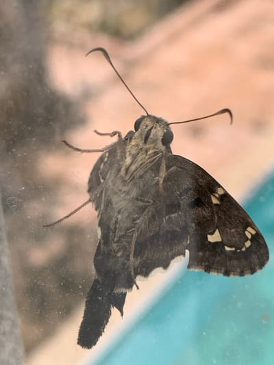 A close-up image captures a skipper insect, its ventral side prominently visible, adhering to a clear vertical pane consistent with glass. The insect features a dark, densely pilose body, a pair of large, dark compound eyes, and two slender antennae each terminating in a distinctive hooked club. Its wings are dark brown, patterned with irregular white or cream-colored spots. The transparent surface exhibits minor dust and surface irregularities. The blurred background depicts an outdoor environment, showing a light orange-brown surface, likely paving or a building facade, and a distinct turquoise-blue expanse of water, consistent with a swimming pool. The scene is situated within an outdoor setting in Lauro De Freitas, Brazil, with the insect observed from the interior of a structure looking towards a pool area.