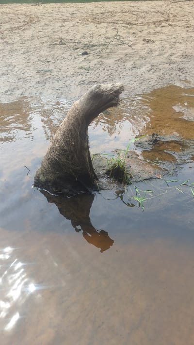The image shows a close-up view of a driftwood log partially submerged in shallow water. The log has a gnarled, root-like base covered in fibrous material, and its upper portion is twisted and weathered, resembling an animal's head. The water is calm and reflects the log and the sandy, muddy bank behind it. Patches of green grass grow on a small rock near the log. The overall scene is natural and serene, with a focus on the textures and forms of the driftwood and its watery environment. The location is not specified as Vālodzes, Latvia, but the scene depicts a natural setting.
