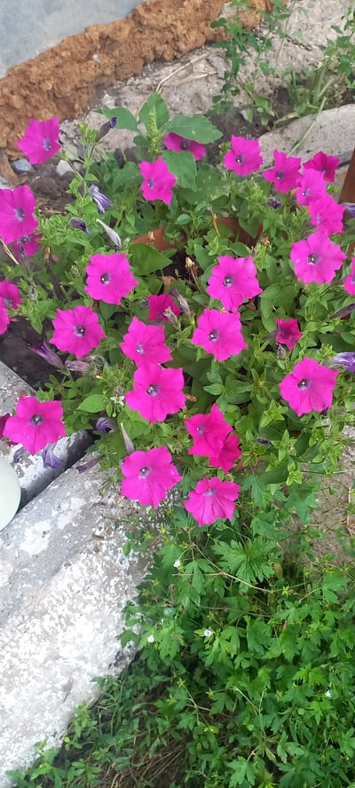 In Идрисово, Russia, a close-up, eye-level shot captures a dense arrangement of bright pink petunias blooming in a planter. The flowers, some with visible water droplets, have deep purple centers and five distinct petals. Their vibrant green foliage surrounds them, creating a lush backdrop. In the background, the rough texture of a reddish-brown, weathered wall or structure is visible, along with a rough concrete surface on the left edge of the frame. Scattered among the petunias are a few closed buds and some smaller, delicate white flowers. The scene is illuminated by natural light, casting subtle shadows and highlighting the textures of the plants and surroundings.