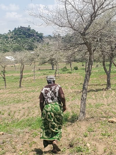 The image depicts an outdoor scene in the vicinity of Dawaki, Nigeria. In the foreground, a person is walking away from the camera, wearing a patterned brown and white shirt and a green skirt with a white star pattern. The person has a headscarf on. The ground is a mixture of dry soil and sparse green vegetation, with several bare trees scattered throughout the landscape. In the background, a rocky hill with trees and some structures is visible, under a cloudy sky. The overall environment appears arid or semi-arid.