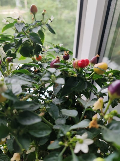 A close-up, shallow depth of field shot captures a potted chili pepper plant with dark green leaves and various stages of developing fruits and white flowers. The fruits are in different colors, including purple, red, yellow, and a reddish-brown teardrop shape at the top. The plant appears to be placed near a window, with a blurred background of greenery and vertical white window blinds. There is no indication of the city of Pioner, Russia in the image.