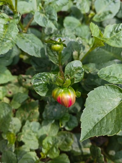 The image displays a close-up, top-down view of a plant, prominently featuring two flower buds surrounded by green foliage. The main subject is the lower, larger bud, which is partially unfurled, revealing a vibrant combination of red and yellow-pink petals emerging from its green base. The very tip of this bud remains green. Above and slightly to the left of the larger bud, a smaller, younger bud is visible, completely enclosed in green sepals, indicating an earlier stage of development.

The scene is dominated by numerous green leaves that form a dense background. These leaves are broad, with visible veins and serrated edges. Some of the leaves show lighter green or yellowish mottled patterns, possibly natural variegation or minor discoloration. A few leaves also appear slightly crinkled or have small imperfections. The lighting is bright and natural, suggesting daytime conditions, likely morning or early afternoon, with soft illumination across the plant. The focus is sharp on the buds, with the background foliage gently blurred. There are no human subjects, visible activities, or discernible text. The image captures a moment of natural growth and budding of a flowering plant in Kolwara, Papua New Guinea.