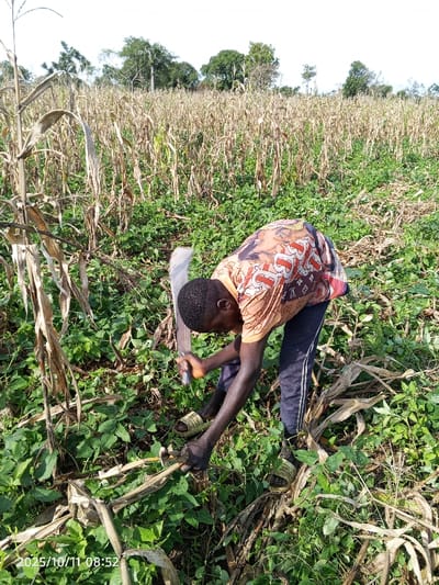 This image depicts an agricultural field in Kamantan, Nigeria, featuring a male individual engaged in cutting vegetation. The subject, positioned centrally and bent at the waist, is wearing an orange and multi-colored patterned short-sleeved shirt, dark trousers with light vertical stripes, and light-colored open-toed sandals. He holds a dried corn stalk with his left hand and a silver-bladed machete with a dark handle in his right hand, positioned to cut the stalk near its base. The immediate foreground and background are densely covered with dried corn stalks and extensive vibrant green groundcover vegetation. A distant tree line is visible against a bright, clear sky. A digital timestamp "2025/10/11 08:52" is visible in the lower-left corner of the image.