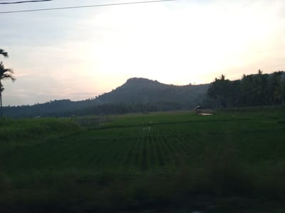 A rural landscape in Uleejalan, Indonesia, depicts a serene sunset scene. The sky transitions from a pale blue at the top to a soft orange and yellow hue near the horizon, suggesting the sun is setting. A dark silhouette of a hill with trees lines the horizon. In the foreground, a vast expanse of green rice paddies stretches across the frame, with distinct rows indicating cultivation. A small, thatched-roof hut is visible in the middle ground, nestled amongst the paddies. Palm trees are present on the left side of the image, their fronds silhouetted against the sky. A power line is visible across the top of the image. The overall impression is one of tranquility and natural beauty.