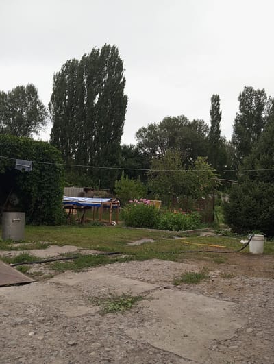 The image depicts a rural backyard scene in Novonikolaevka, Kyrgyzstan, under an overcast sky. Tall, slender trees dominate the background, with a dense green hedge on the left side of the frame. A large, cylindrical metal object is situated to the left of the hedge. In the middle ground, a wooden table is covered with a blue and white striped tarp, with two wooden chairs placed underneath. Several potted plants and a yellow bucket are visible around the table. The ground in the foreground is a mixture of concrete slabs and gravel, with patches of grass growing between them. A black hose runs across the ground, connected to a white bucket on the right. A small, light-colored object, possibly a cat, is partially visible under the table. The overall impression is one of a rustic, lived-in outdoor space.