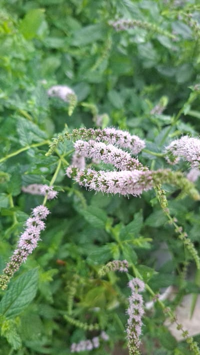 A close-up, vertical, eye-level shot captures clusters of small, pale pink flowers with delicate white stamens, forming elongated spikes. These flower spikes grow from green stems amidst a dense background of lush green leaves, creating a soft-focus effect. The scene appears to be an outdoor garden or natural setting, with the vibrant greenery providing a natural backdrop to the delicate floral display. The specific location in Gazalkent, Uzbekistan, is not visually evident from the image content alone.