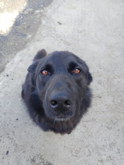 A black dog with brown eyes is sitting on a concrete surface. The dog is looking up at the camera. The concrete surface appears to be an outdoor area, possibly a driveway or sidewalk. There are some small pebbles and debris scattered on the concrete. The lighting suggests it is daytime. The background is out of focus, but appears to be a neutral, possibly shadowed area. The image is a close-up shot of the dog's face.