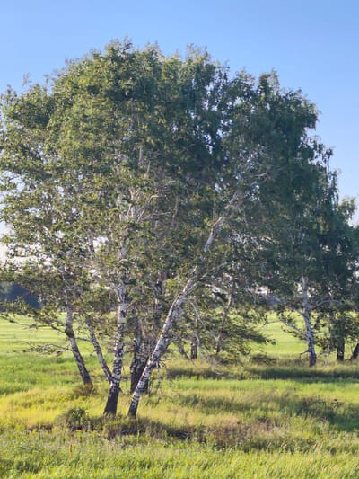 This image captures a serene natural landscape under a clear blue sky, likely during the daytime with fair weather. The primary subjects are a cluster of birch trees with their distinctive white bark and green foliage, dominating the foreground and midground. The trees are full and lush, suggesting a warm season, possibly late spring or summer.
The setting is an open, grassy field with tall, green grass that is illuminated by sunlight, casting subtle shadows and highlights, indicating the sun is at an angle. The field appears somewhat wild and untamed, with varied textures and heights of grass. In the background, the landscape is softer, with more trees visible, blending into the horizon. The overall impression is one of peacefulness and natural beauty. There is no visible text or human activity in the image. The location context provided is Kormilovka, Russia, which suggests a rural or semi-rural environment in that region.