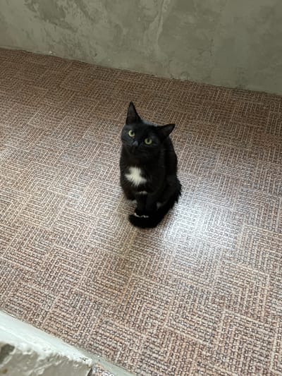 A black cat with a white chest patch sits on a textured, light brown floor. The cat has green eyes and is looking upwards. The background consists of a textured, light gray wall and a light gray concrete or painted baseboard. The scene is indoors, likely in a residential or public building. There are no people or other animals visible.
