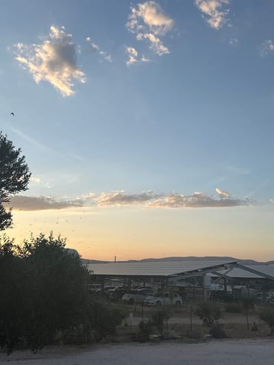 The image depicts a parking lot under a canopy of solar panels, likely in Rivesaltes, France, during the golden hour. The sky is a gradient of blue and orange, with scattered clouds illuminated by the setting sun. A flock of small birds is visible in the sky and silhouetted against the sunset. In the foreground, a large, dark green olive tree partially obscures the view of several parked cars under the solar panel structure. The ground is a mix of dirt and gravel, with some scattered rocks. The overall impression is a rural or semi-rural setting with a focus on renewable energy infrastructure.